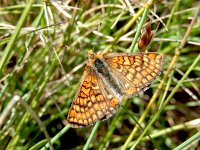 Euphydryas aurinia 49, Moerasparelmoervlinder, Saxifraga-Kars Veling