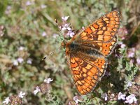 Euphydryas aurinia 50, Moerasparelmoervlinder, Saxifraga-Kars Veling