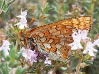 Euphydryas aurinia 52, Moerasparelmoervlinder, Saxifraga-Kars Veling