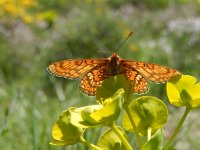 Euphydryas aurinia 54, Moerasparelmoervlinder, Saxifraga-Kars Veling