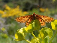 Euphydryas aurinia 55, Moerasparelmoervlinder, Saxifraga-Kars Veling