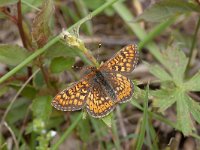 Euphydryas aurinia 59, Moerasparelmoervlinder, Saxifraga-Kars Veling