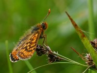 Euphydryas aurinia 65, Moerasparelmoervlinder, Saxifraga-Kars Veling