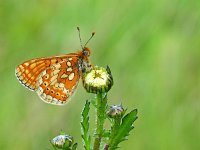 Euphydryas aurinia 67, Moerasparelmoervlinder, Saxifraga-Kars Veling