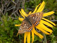 Euphydryas intermedia, 10, Oranjebonte parelmoervllinder, Saxifraga-Kars Veling