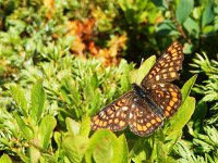 Euphydryas intermedia, 12, Oranjebonte parelmoervllinder, Saxifraga-Kars Veling