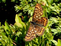 Euphydryas intermedia, 14, Oranjebonte parelmoervllinder, Saxifraga-Kars Veling