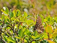 Euphydryas intermedia, 17, Oranjebonte parelmoervllinder, Saxifraga-Kars Veling