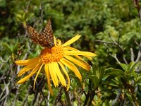 Euphydryas intermedia, 3, Oranjebonte parelmoervllinder, Saxifraga-Kars Veling