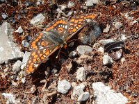 Euphydryas maturna, 10, Roodbonte parelmoervlinder, Saxifraga-Kars Veling