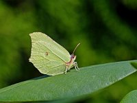 Gonepteryx rhamni 74, Citroenvlinder, Saxifraga-Ab H. Baas