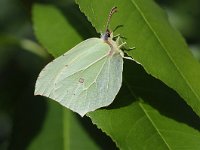 Gonepteryx rhamni 77, Citroenvlinder, Saxifraga-Luuk Vermeer