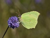 Gonepteryx rhamni 81, Citroenvlinder, Saxifraga-Luuk Vermeer