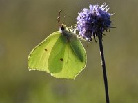 Gonepteryx rhamni 82, Citroenvlinder, Saxifraga-Luuk Vermeer