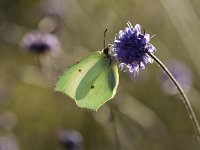 Gonepteryx rhamni 86, Citroenvlinder, Saxifraga-Luuk Vermeer