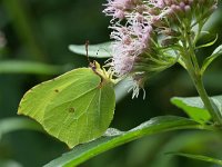 Gonepteryx rhamni 88, Citroenvlinder, Saxifraga-Tom Heijnen