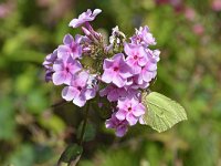 Gonepteryx rhamni 91, Citroenvlinder, Saxifraga-Tom Heijnen