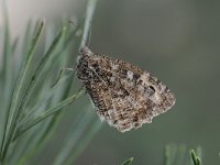 Hipparchia semele 65, Heivlinder, Saxifraga-Luuk Vermeer