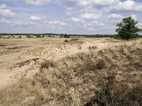 Hipparchia statilinus 20, Kleine heivlinder, habitat, NL. Gelderland, Barneveld, Kootwijkerzand, Saxifraga-Kars Veling