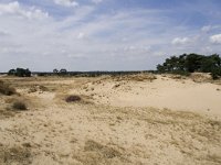 Hipparchia statilinus 23, Kleine heivlinder, habitat, NL. Gelderland, Barneveld, Kootwijkerzand, Saxifraga-Kars Veling