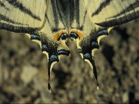 Iphiclides podalirius, Scarce Swallowtail