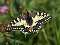 Iphiclides podalirius 100, Koningspage, Saxifraga-Luuk Vermeer