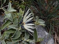 Iphiclides podalirius 104, Koningspage, Saxifraga-Ed Stikvoort : Krani