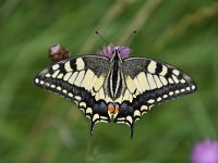 Iphiclides podalirius 97, Koningspage, Saxifraga-Luuk Vermeer