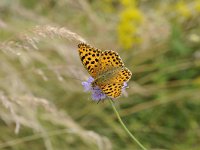 Issoria lathonia 30, Kleine parelmoervlinder, Saxifraga-Luuk Vermeer