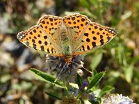 Issoria lathonia 35, Kleine parelmoervllinder,  on Medicago sativa, Saxifraga-Kars Veling