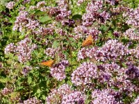 Issoria lathonia 36, Kleine parelmoervllinder, on Origanum vulgare, Saxifraga-Kars Veling