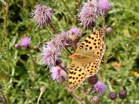 Issoria lathonia 40, Kleine parelmoervllinder, on Cirsium arvense, Saxifraga-Kars Veling