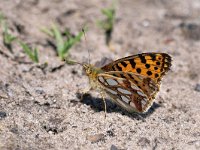 Issoria lathonia 60, Kleine parelmoervlinder, Saxifraga-Tom Heijnen