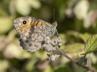 Lasiommata megera 47, Argusvlinder, Saxifraga-Willem van Kruijsbergen