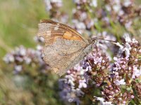 Libythea celtis 12, Snuitvlinder, on Thymus, Saxifraga-Kars Veling