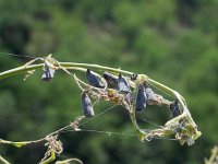 Libythea celtis 18, Snuitvlinder, pupae, Saxifraga-Kars Veling