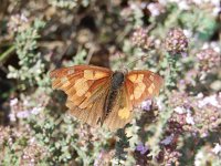 Libythea celtis 4, Snuitvlinder, on Thymus, Saxifraga-Kars Veling