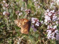 Libythea celtis 8, Snuitvlinder, on Thymus, Saxifraga-Kars Veling