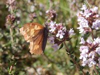 Libythea celtis 9, Snuitvlinder, on Thymus, Saxifraga-Kars Veling