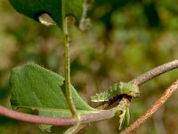 Limenitis camilla 101, Kleine ijsvogelvlinder, larva, Saxifraga-Kars Veling