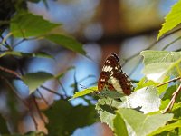 Limenitis camilla 78, Kleine ijsvogelvlinder, Saxifraga-Kars Veling