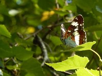 Limenitis camilla 84, Kleine ijsvogelvlinder, Saxifraga-Kars Veling