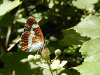 Limenitis camilla 88, Kleine ijsvogelvlinder, Saxifraga-Kars Veling