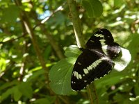 Limenitis camilla 93, Kleine ijsvogelvlinder, Saxifraga-Kars Veling