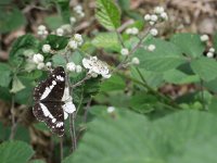 Limenitis camilla 98, Kleine ijsvogelvlinder, Saxifraga-Kars Veling