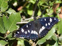 Limenitis reducta 41, Blauwe ijsvogelvlinder, Saxifraga-Kars Veling