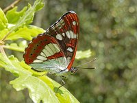 Limenitis reducta 47, Blauwe ijsvogelvlinder, Saxifraga-Kars Veling