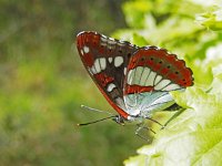 Limenitis reducta 54, Blauwe ijsvogelvlinder, Saxifraga-Kars Veling