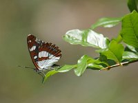 Limenitis reducta 57, Blauwe ijsvogelvlinder, Saxifraga-Tom Heijnen