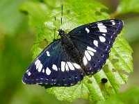 Limenitis reducta 58, Blauwe ijsvogelvlinder, Saxifraga-Joep Steur